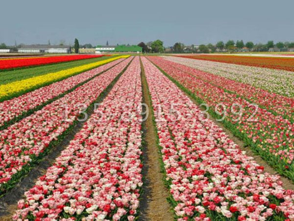 郁金香花海